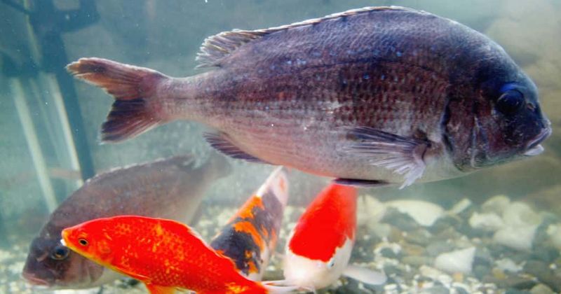 Brace yourselves! Wildlife experts post photo of fish with startlingly human-like teeth