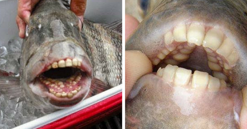 Brace yourselves! Wildlife experts post photo of fish with startlingly human-like teeth