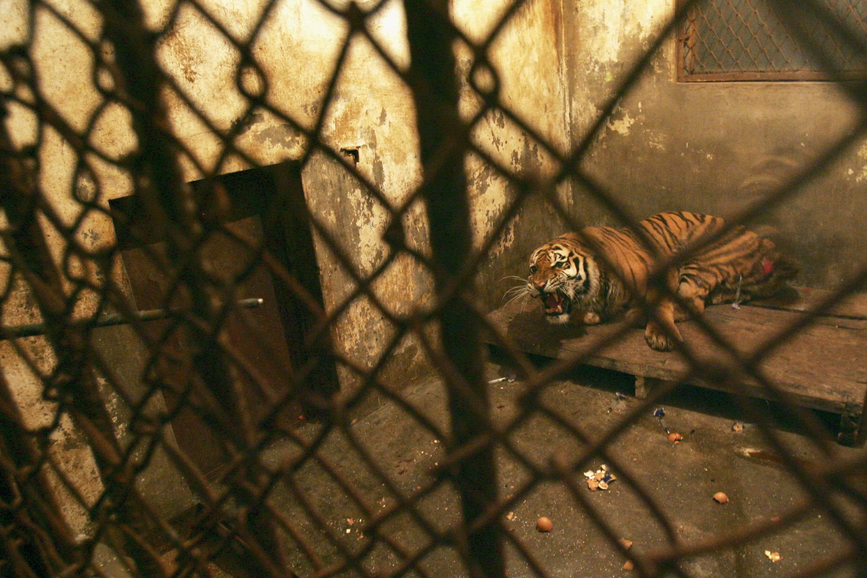 In China tigers are bred for their parts despite the ban on the act. (Getty Images)