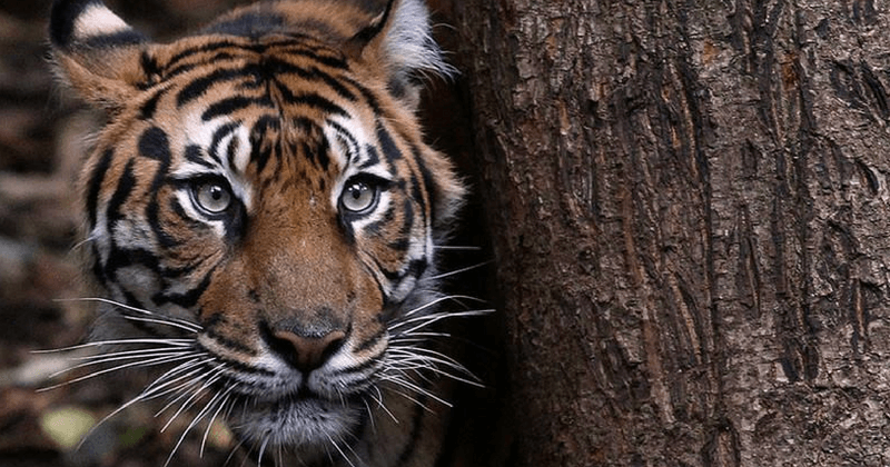 Zookeeper mauled to death by a tiger in a zoo which sold 'tiger bone wine'