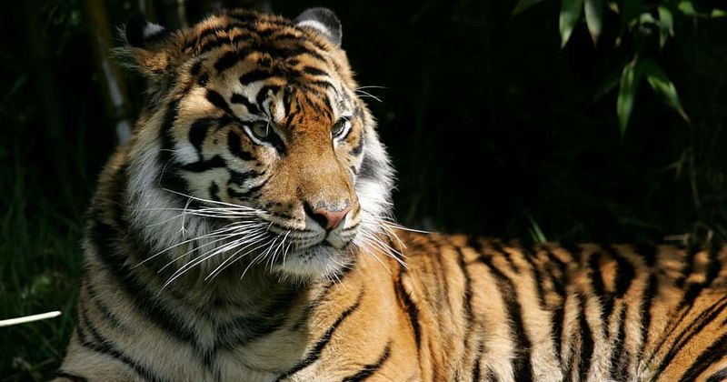 Zookeeper mauled to death by a tiger in a zoo which sold 'tiger bone wine'
