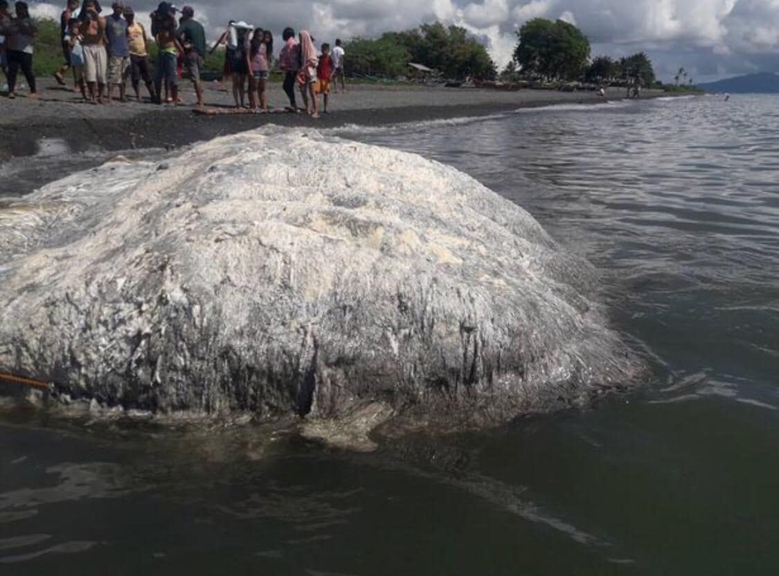 The massive creature smells awful and is feared by locals.