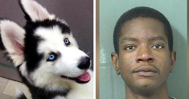Behavior training gone wrong: Man in South Florida bit his dog's ear to 'establish dominance'
