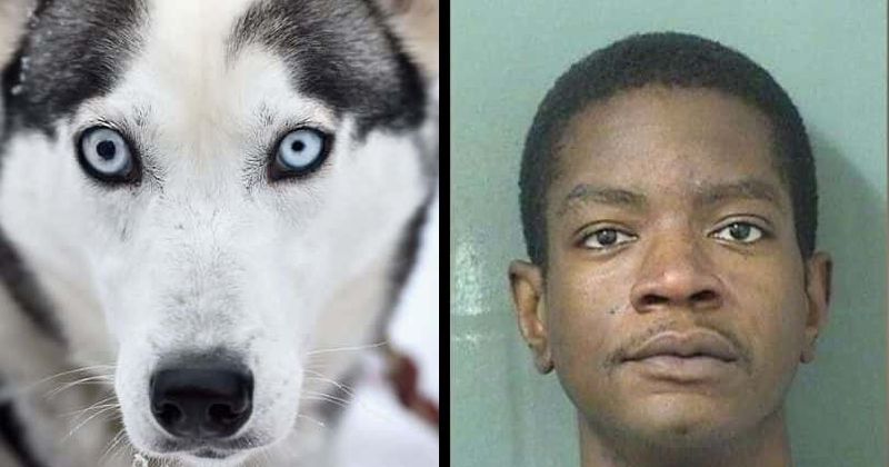 Behavior training gone wrong: Man in South Florida bit his dog's ear to 'establish dominance'