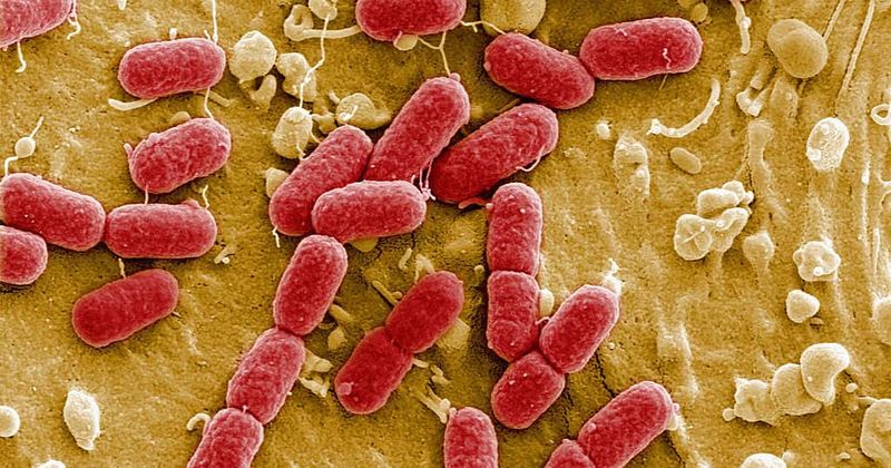 Indianapolis woman dies after being infected with flesh-eating bacteria on vacation