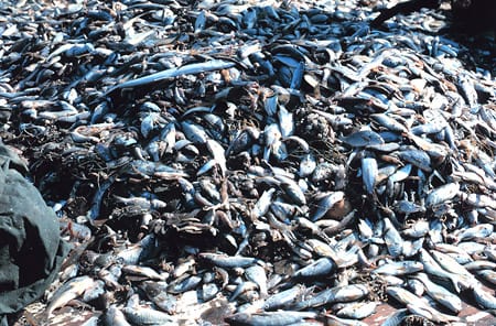 Overexploitation of fishes (Twitter)