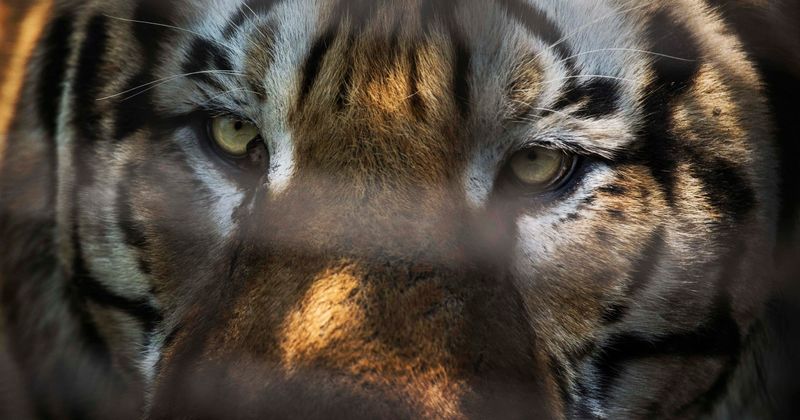 Exotic date: Miami High school displays caged tiger as part of prom celebrations and gets mauled by the internet