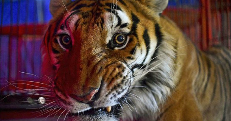 Exotic date: Miami High school displays caged tiger as part of prom celebrations and gets mauled by the internet