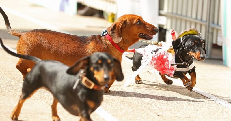 Woman reportedly attacked and killed by a pack of dachshunds, but cops say it was a mix of small breeds!