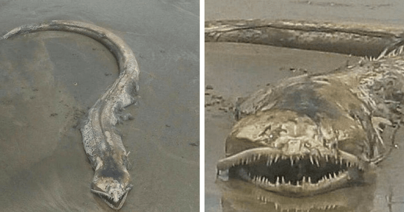 Terrifying sea creature washes up on Mexican beach and has everyone scared witless