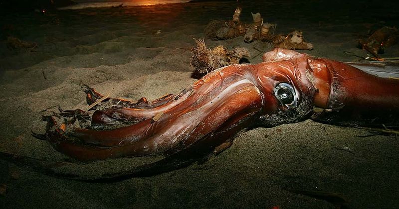 Terrifying sea creature washes up on Mexican beach and has everyone scared witless