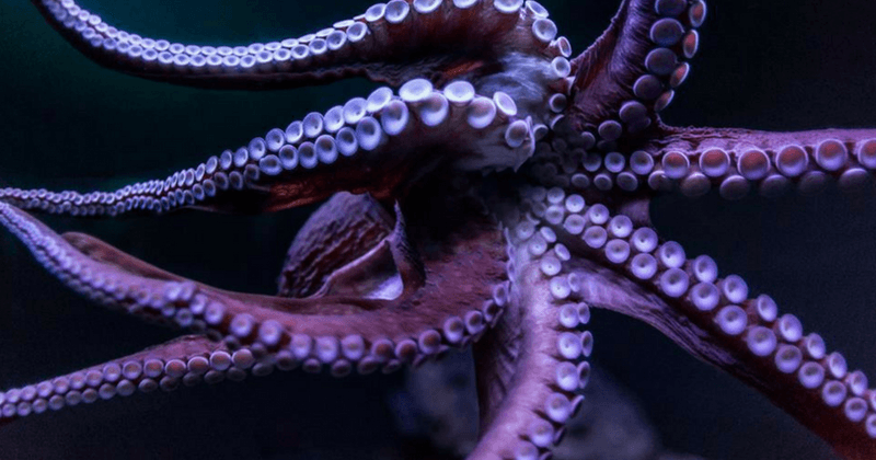 Living with extraterrestrials: Scientists suggest octopuses may be aliens in new research paper