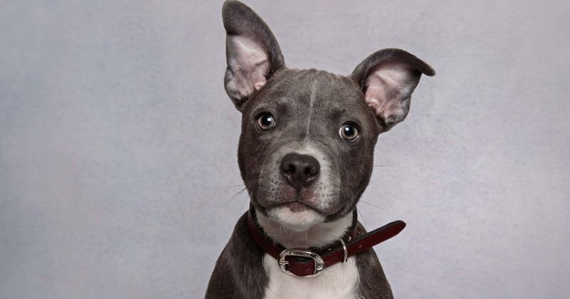 Sick woman arrested after she douses family dog in gasoline and sets it on fire