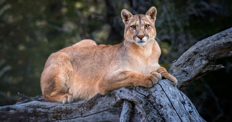 Two cyclists attacked by a cougar on a forest trail: One dead and one injured