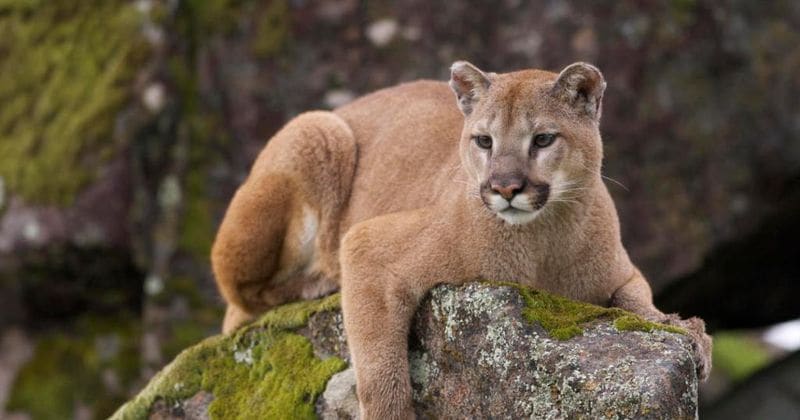 Two cyclists attacked by a cougar on a forest trail: One dead and one injured
