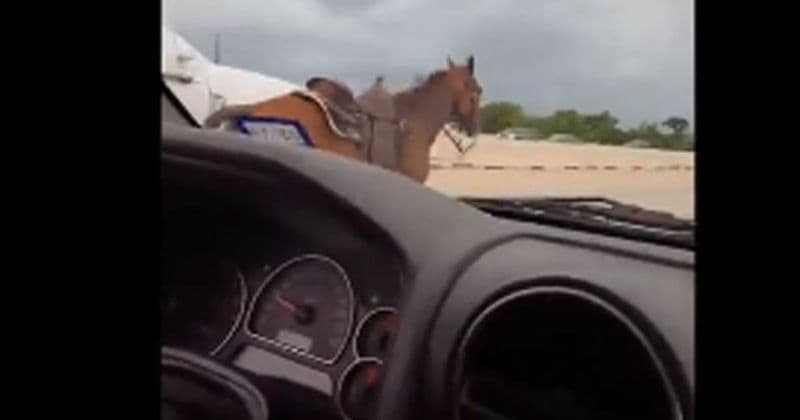 Video footage shows riderless horse galloping at full speed on US 59 Highway as drivers attempt rescue