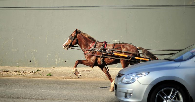 Video footage shows riderless horse galloping at full speed on US 59 Highway as drivers attempt rescue