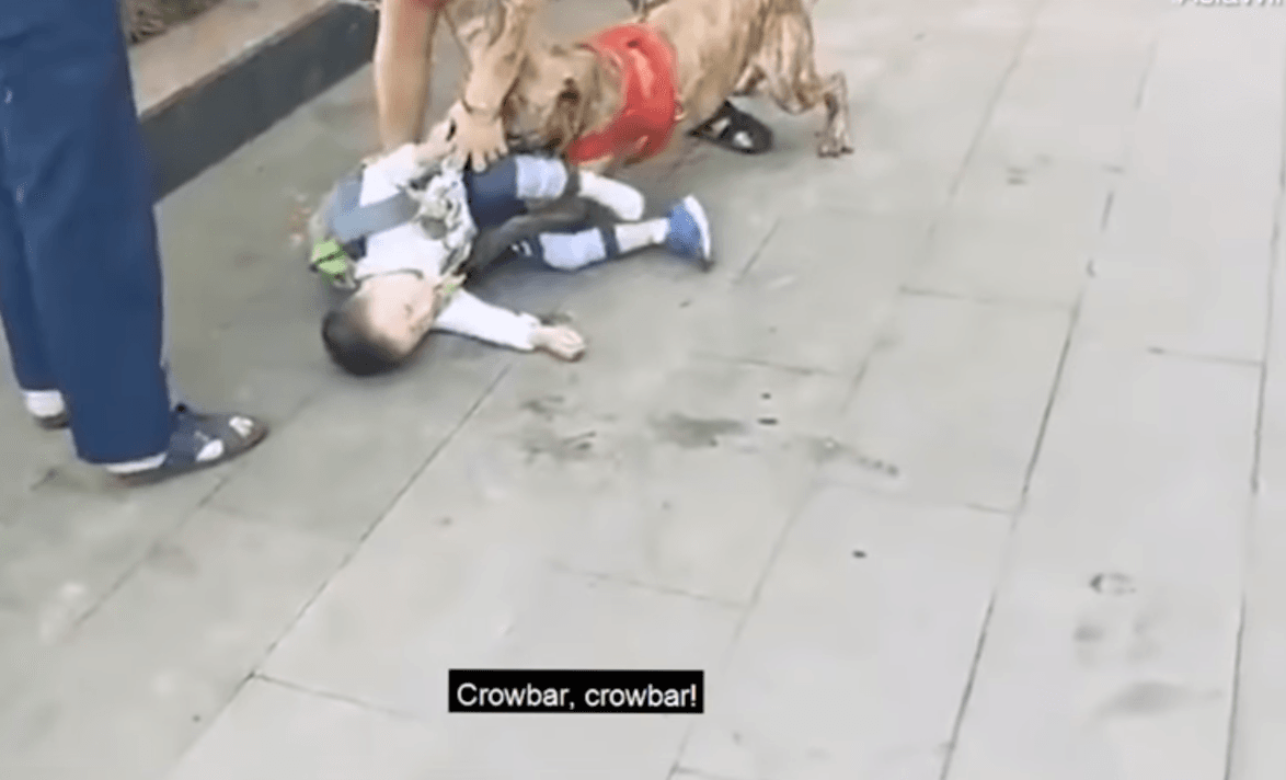 The dog caught hold of the boy's leg and refused to let go. (Youtube)