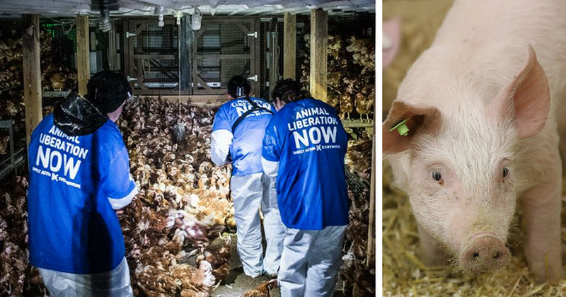 Animal activists face a possible 60-year prison sentence for "open rescue" of piglets