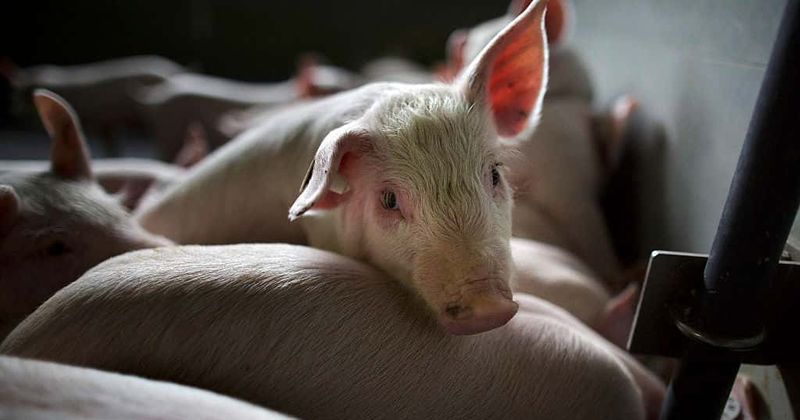 Animal activists face a possible 60-year prison sentence for "open rescue" of piglets