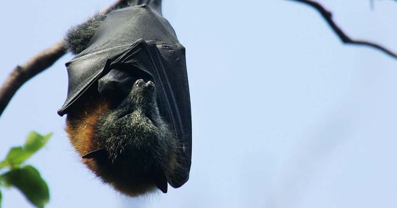 Rare and deadly bat virus without a cure is killing people, experts warn of global pandemic