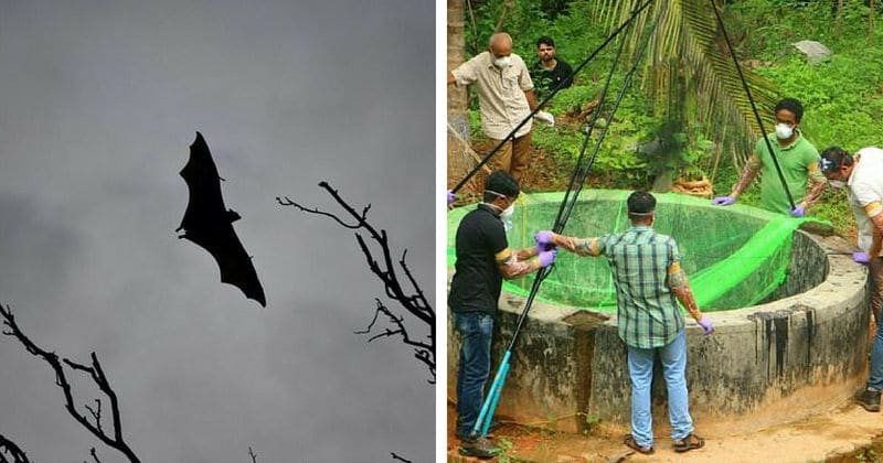 Rare and deadly bat virus without a cure is killing people, experts warn of global pandemic