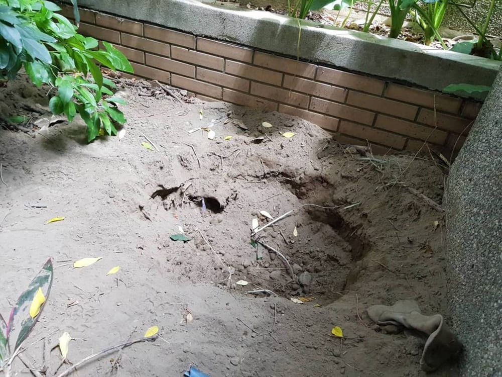 The flower bed where Huang's remains were found (Source: Asiawire)