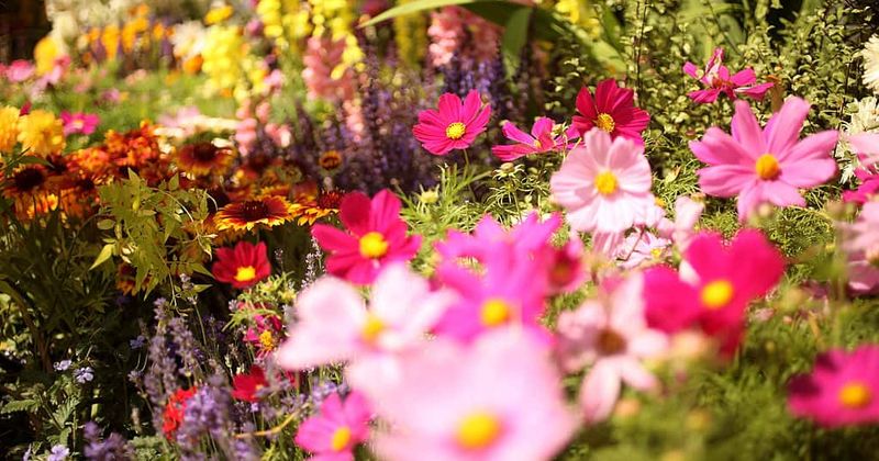 Tinder boyfriend murders 27-year-old woman, scatters her remains in a flower bed before killing himself