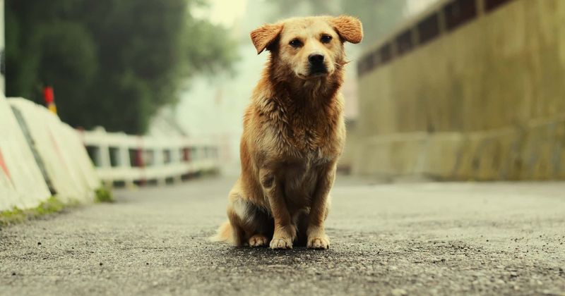 Martin Scorsese's former nurse sues him after his 'vicious' and 'ferocious' dog attacked her, resulting in permanent injuries