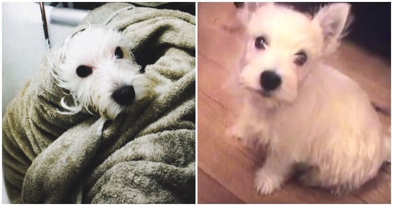 Martin Scorsese's former nurse sues him after his 'vicious' and 'ferocious' dog attacked her, resulting in permanent injuries