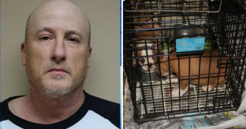 12-year-old bulldog dies after "unsterile surgery" at illegal vets, cops arrest fraudster and his girlfriend