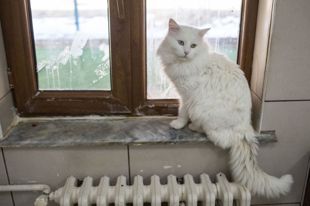 The cat had reportedly gone missing for days before the incident occurred. (Getty Images)