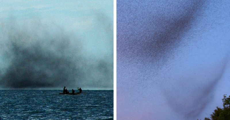 Lake Erie has warmed up, and it's time for the annual midge-fest in Cleveland!