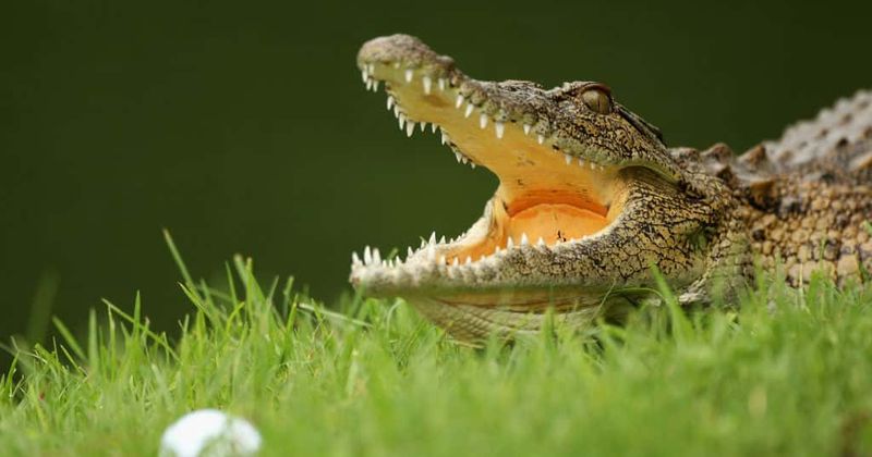 Crocodile eats small dog that spent years chasing it back into river