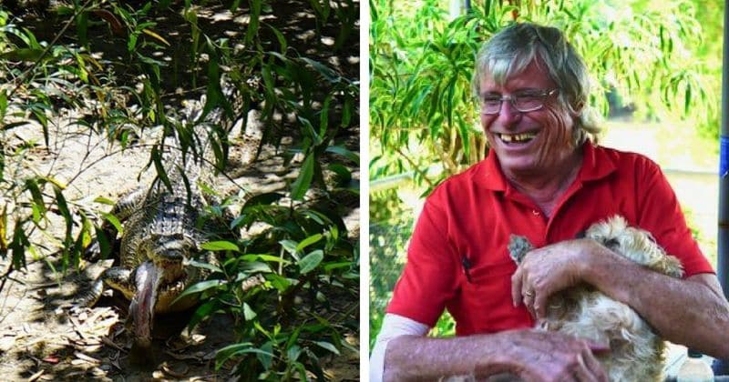 Crocodile eats small dog that spent years chasing it back into river