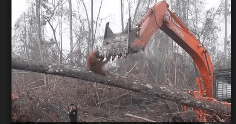 Heartbreaking video of an orangutan fighting bulldozer pulling down tree goes viral