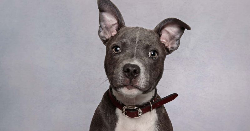 Family dog stays with two-year-old who went missing in the woods for two days until she is found