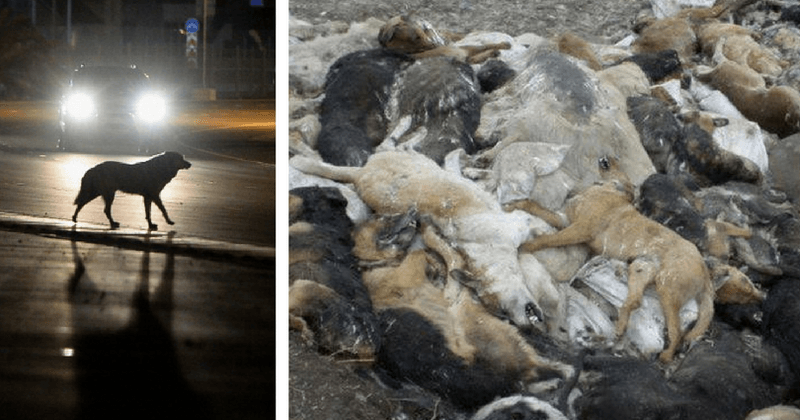 Stray animals to pay the price for Russia hosting FIFA world Cup
