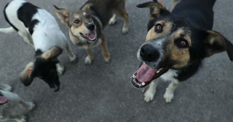 Stray animals to pay the price for Russia hosting FIFA world Cup