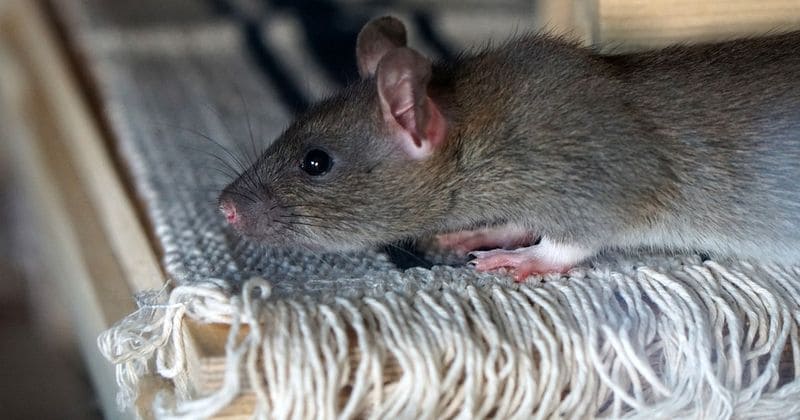 Idaho youth first person to contract bubonic plague in state in 26 years