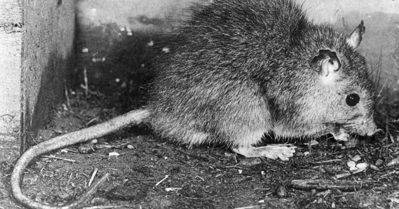 Idaho youth first person to contract bubonic plague in state in 26 years