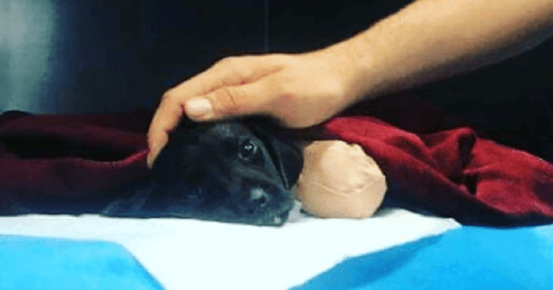 Outrage after death of puppy whose limbs and tail had been cut off; one arrested