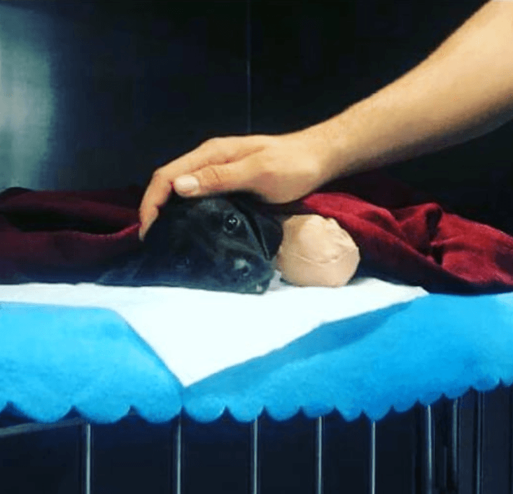 The puppy that was brutally maimed and then died (Instagram)