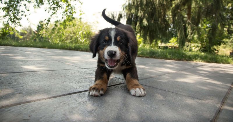 Outrage after death of puppy whose limbs and tail had been cut off; one arrested