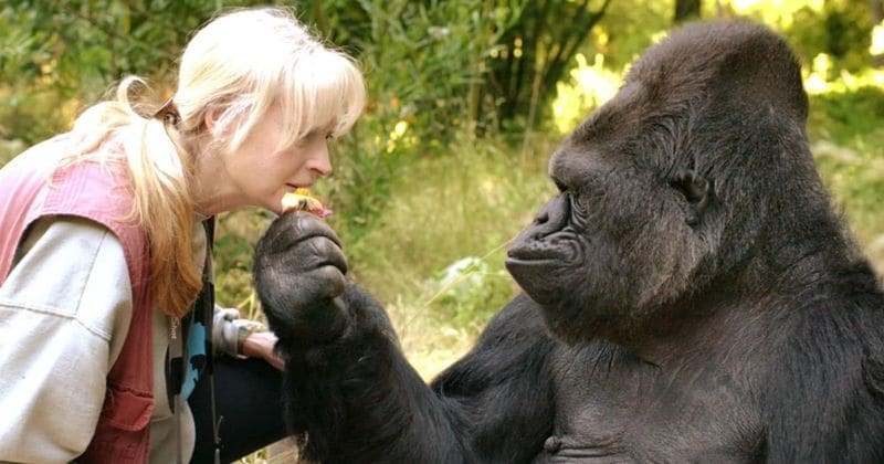 Celebrities pour their hearts out on social media after Koko, the gorilla, dies at 46
