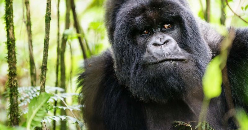 Celebrities pour their hearts out on social media after Koko, the gorilla, dies at 46