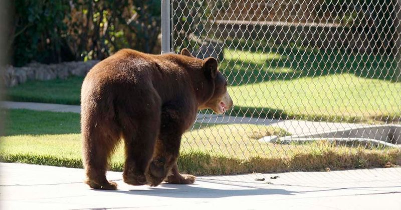 Man kicks and punches away American black bear mauling his wife
