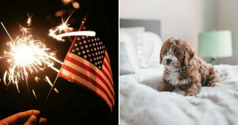 Dogs resort to weed to cope with 4th of July fireworks