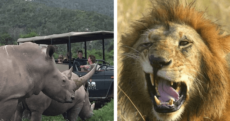 Three poachers hunted down and eaten by pride of lions after they broke into game reserve to kill rhinos