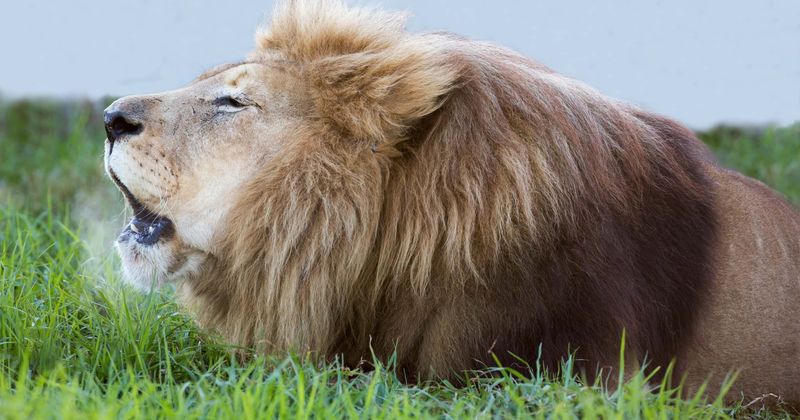 Three poachers hunted down and eaten by pride of lions after they broke into game reserve to kill rhinos